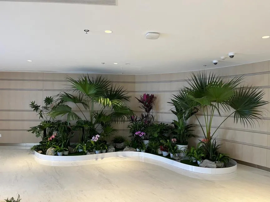 走进宁波镇海盆景租摆，邂逅绿植美学新体验